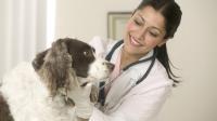 Sikeres a szolnoki állatorvosi ügyelet